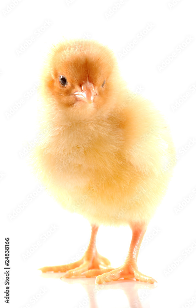 Poussin