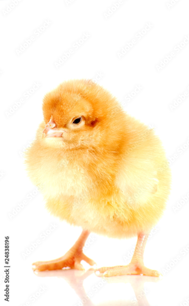 Obraz premium Poussin