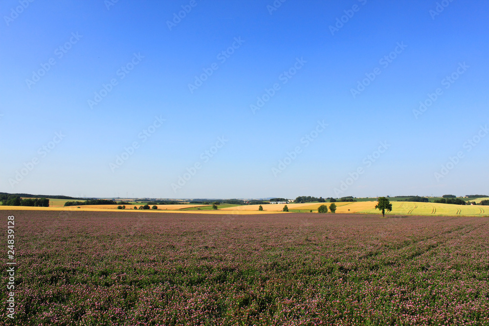 blooming clover field rural landscape blue sky