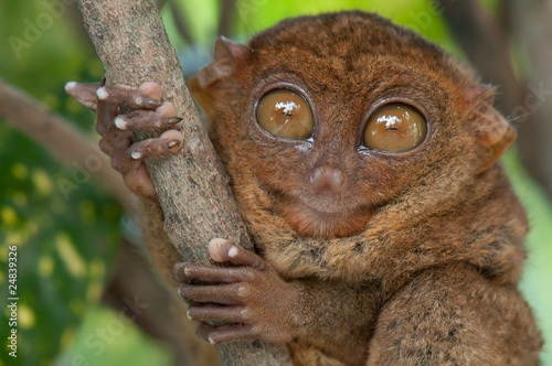 Little tarsier photo