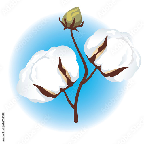 Cotton branch