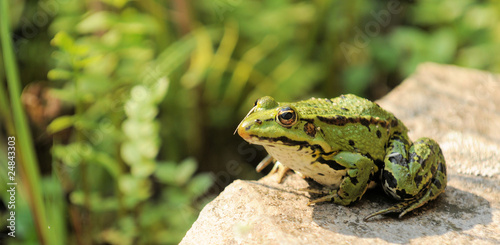 Wasserfrosch photo