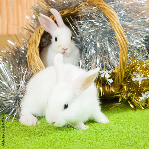 white rabbits in basket photo