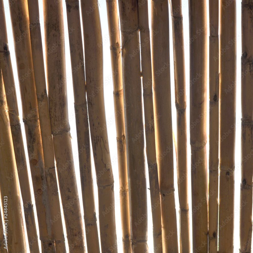 Bamboo fence Bamboo fence
