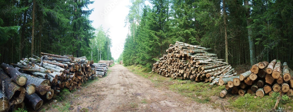 The forest road