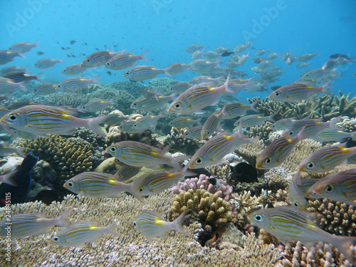 Poisson tropical et récif corallien