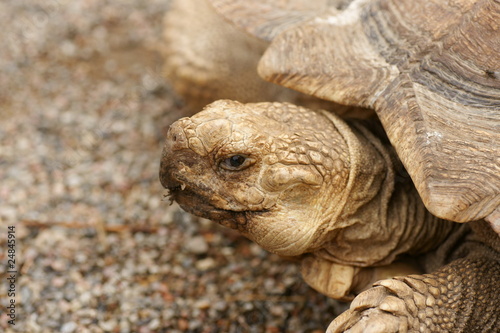 Turtle head © Polarpx