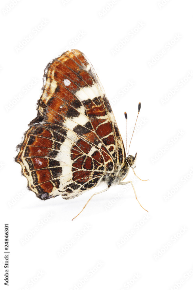 Fototapeta premium Map butterfly (Araschnia levana) over white background