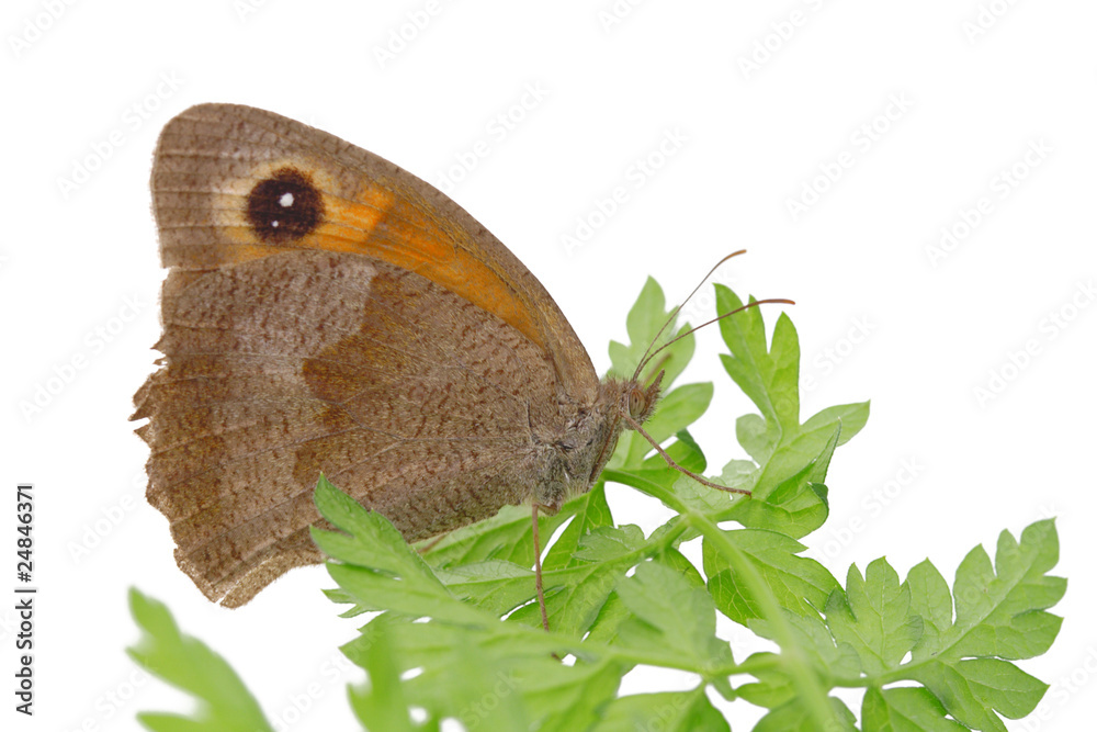 Fototapeta premium Brown butterfly