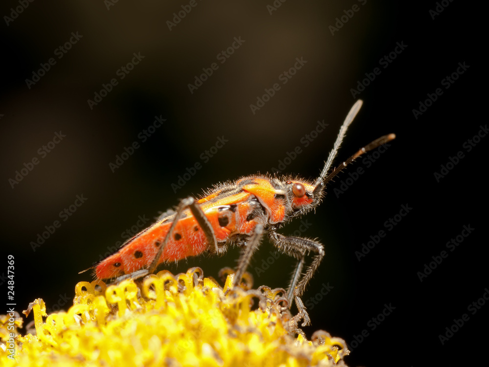 Naklejka premium Red bug Corizus Hyoscyami