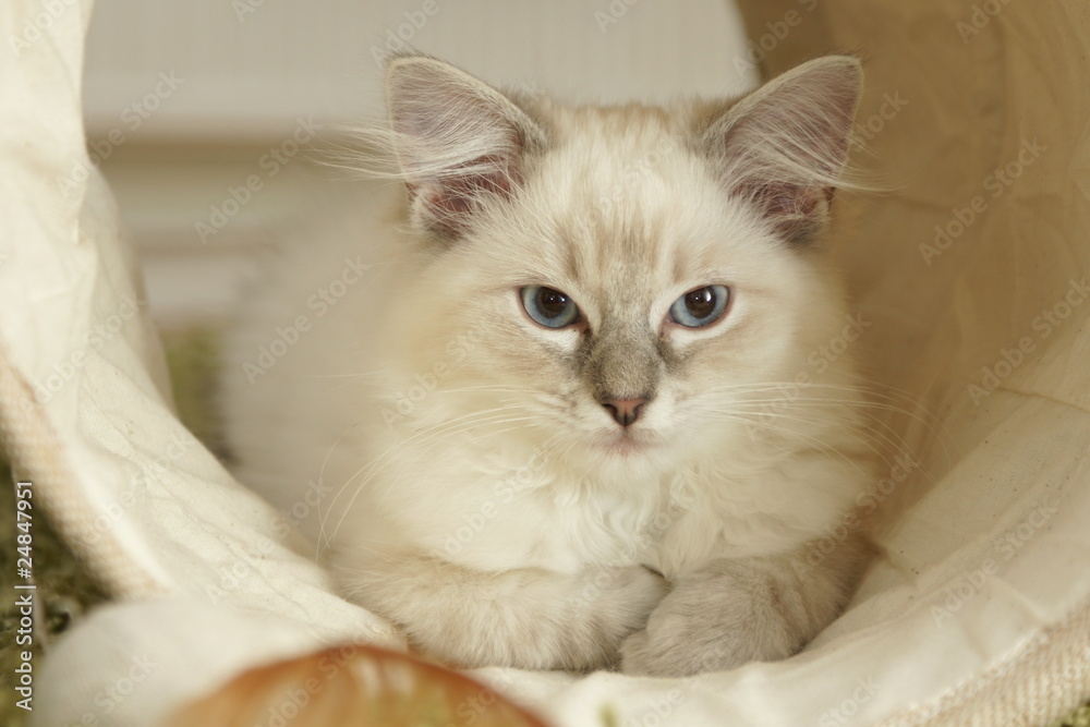 ragdoll kitten