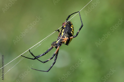 Black & Yellow Garden Spider Argiope aurantia