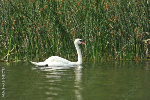 swan © Marcin Orzechowski