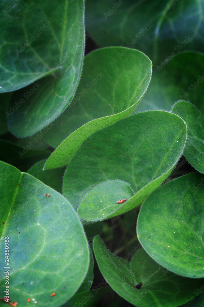 Fototapeta premium fresh green leaves