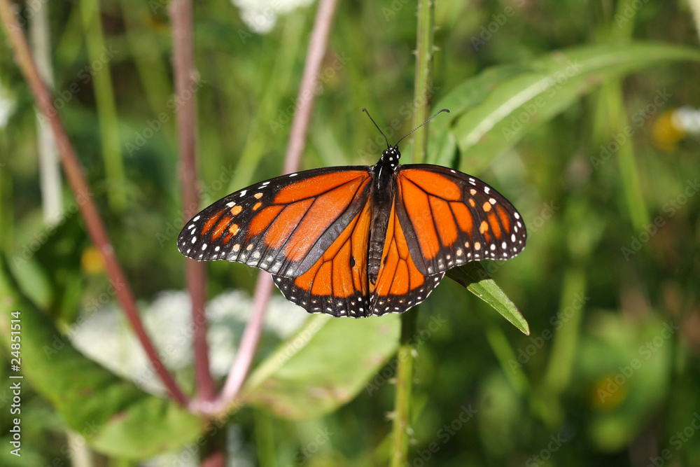 Monarch Danaus plexippus