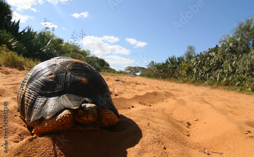 Schildkröte Madagaskar photo