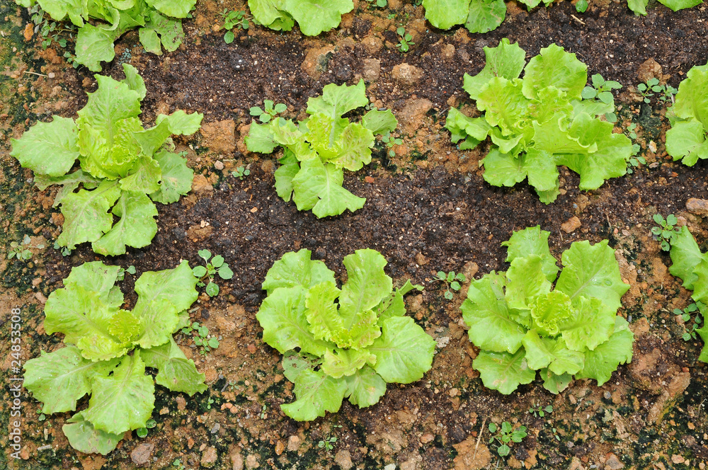 Vegetables Growing In A Farm Vegetables Growing In A Farm