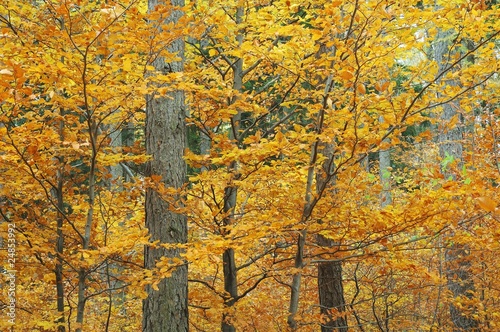 Wallpaper Mural Autumn in forest Torontodigital.ca