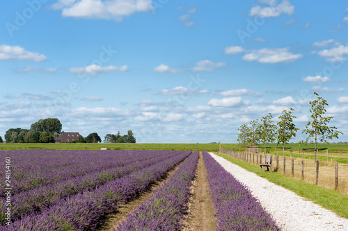 Lavender fields in Holland