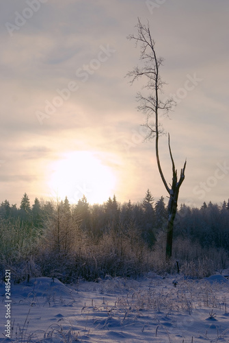 Wallpaper Mural winter forest landscape Torontodigital.ca