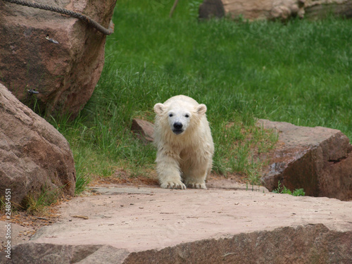 Eisbär Flocke