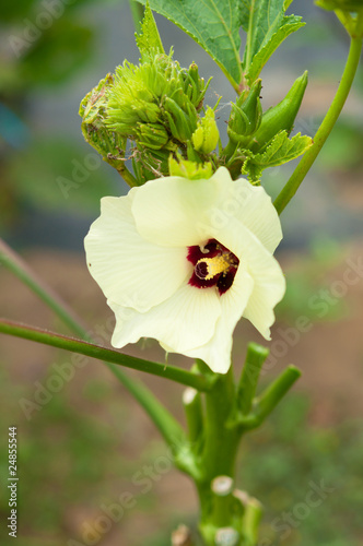 オクラの花