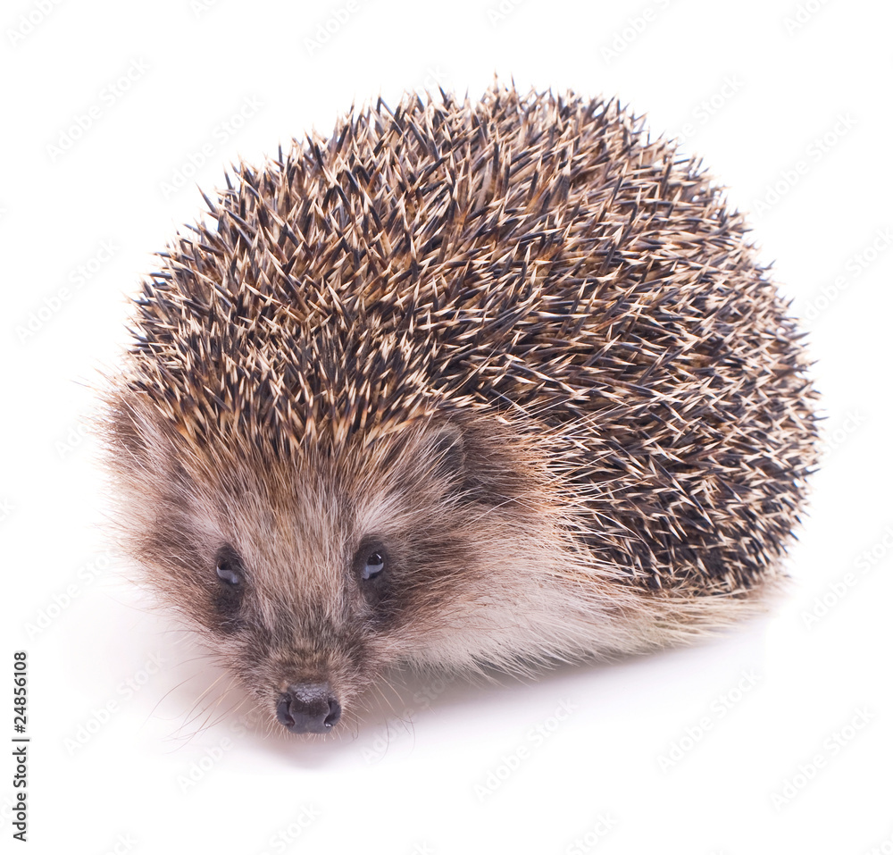 Hedgehog isolated on white background Hedgehog isolated on white background