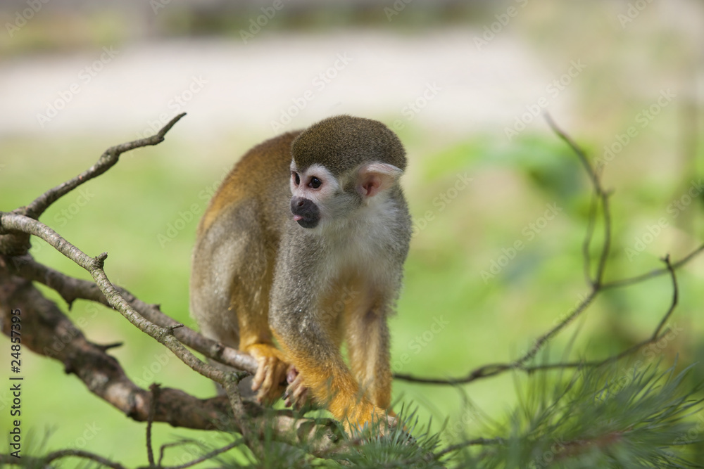 Fototapeta premium Common squirrel monkey