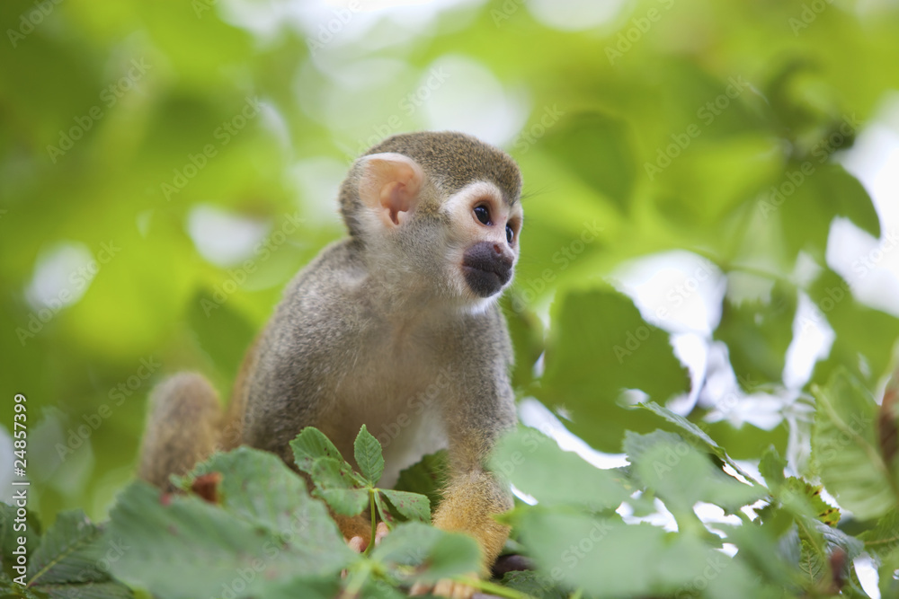 Common squirrel monkey Common squirrel monkey