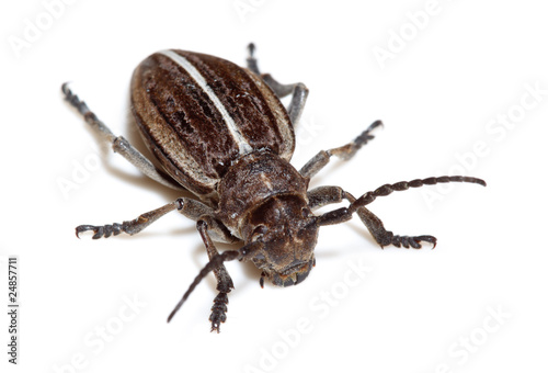 Dorcadion holosericeum, borer, Capricorn beetle, mahseer