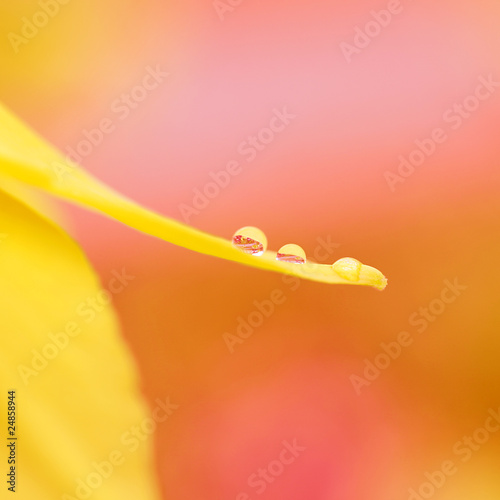 Abstrakte gelbe Blume mit Wassertropfen photo