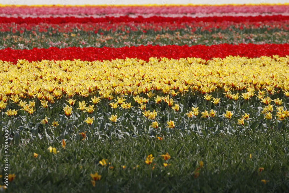 Tulpenfeld in Lisse, Niederlande - Tulip field, Holland
