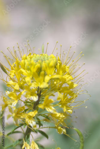 Beeplant Flower Macro