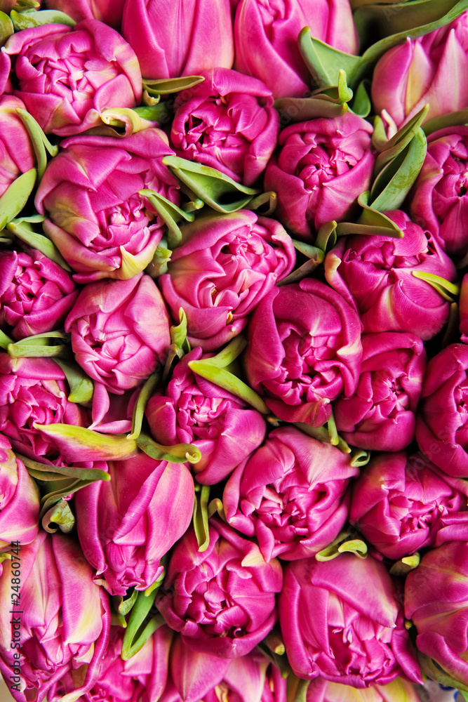 tulips tulips