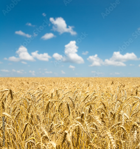 gold ears of wheat under sky. soft focus on field