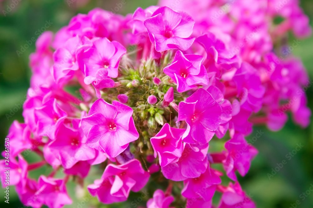 pink flowers