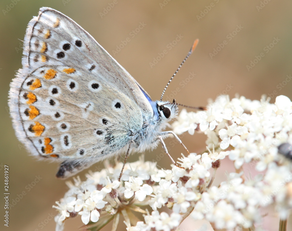 Fototapeta premium Papillon bleu