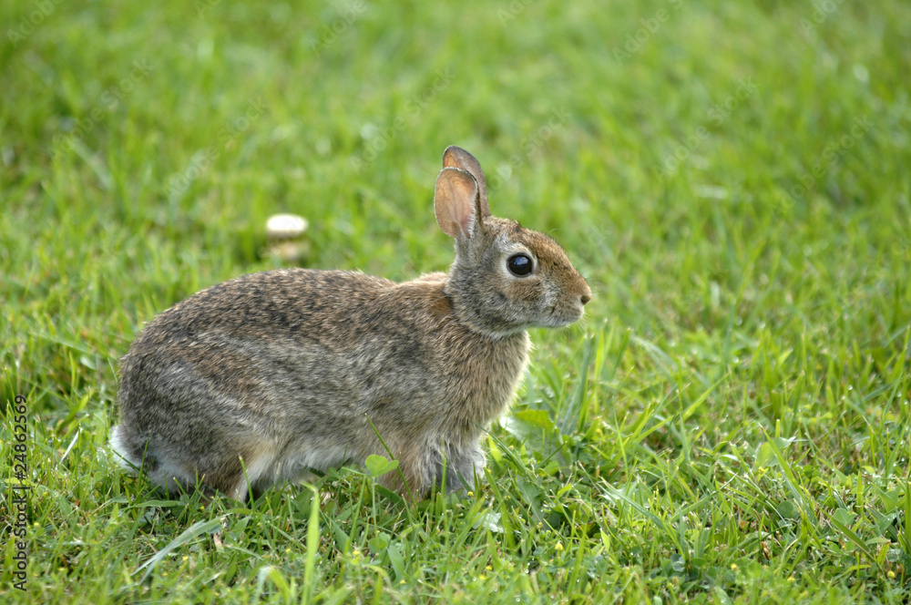 Rabbit sitting in the garden Rabbit sitting in the garden