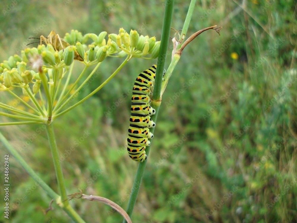 Green Caterpillar 04
