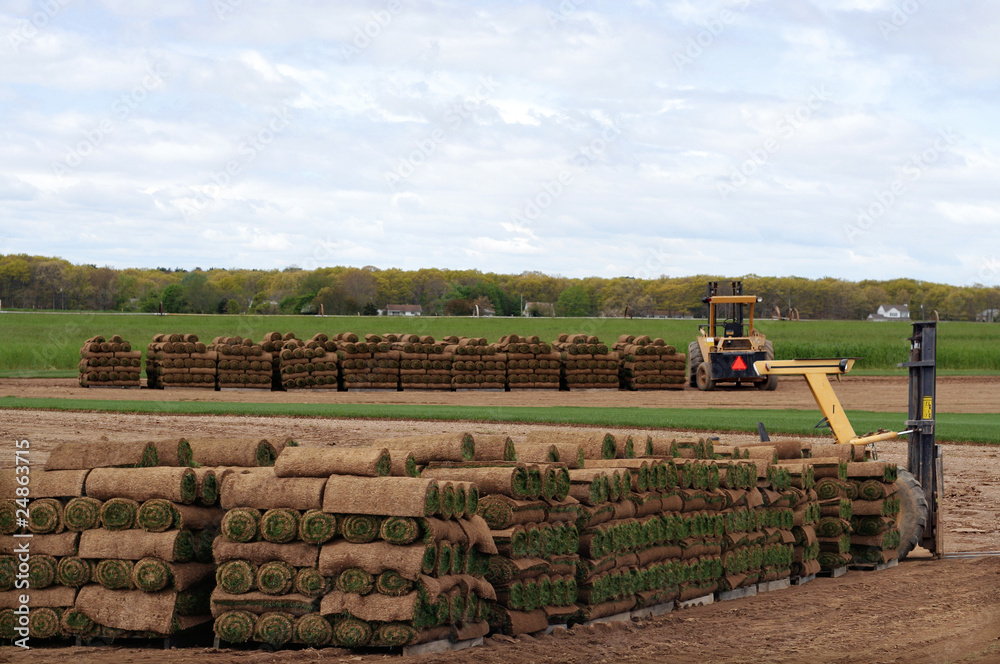 Obraz premium Sod Farm