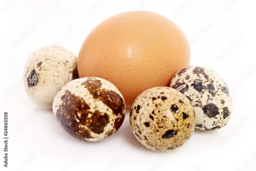 quail and chicken eggs