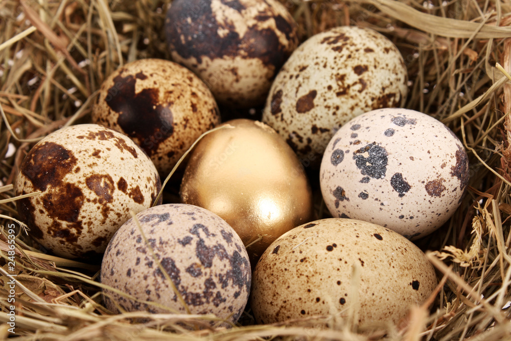 Golden egg with normal eggs Golden egg with normal eggs