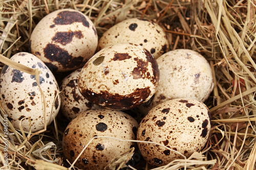 quail eggs in hay