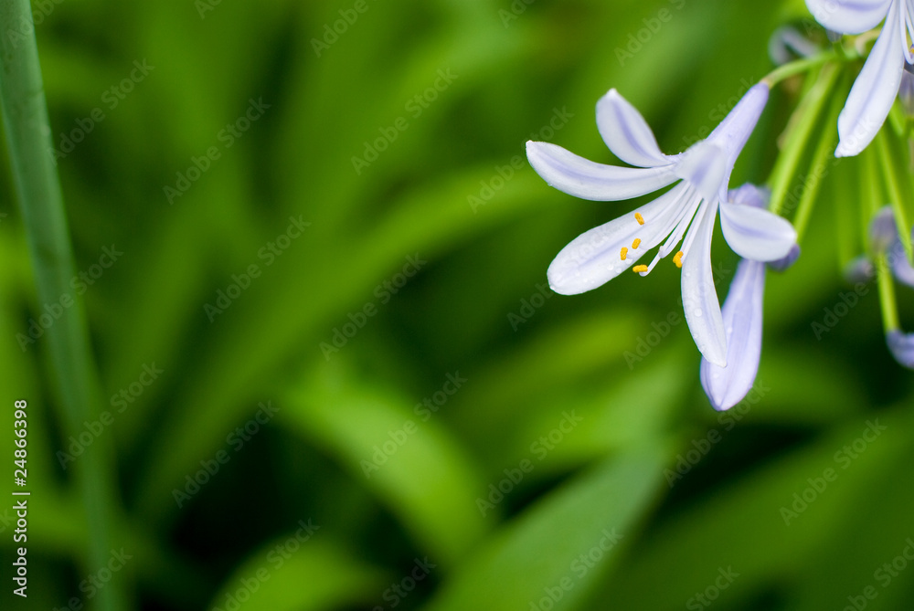 アガパンサスの花 アガパンサスの花