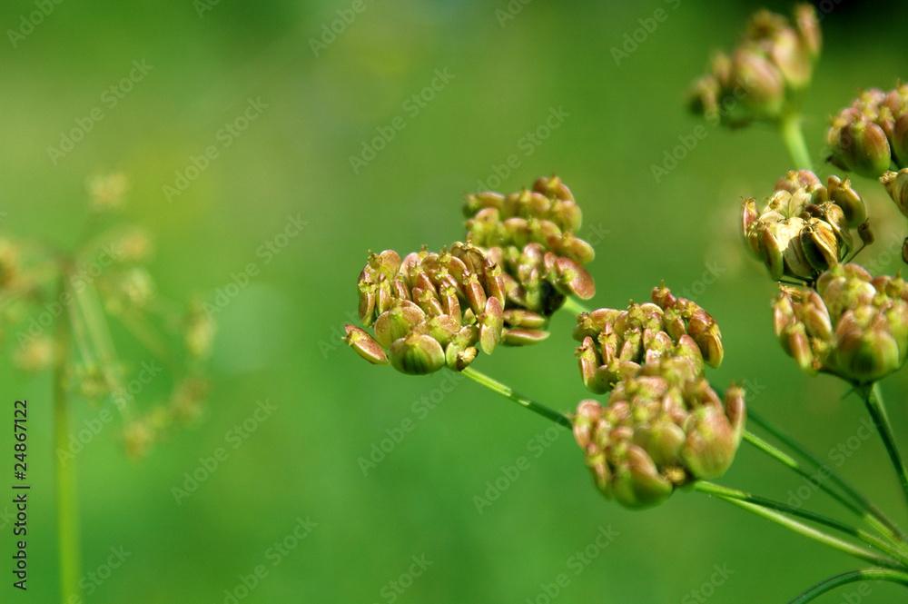 Water-hemlock seeds isolated on green background Water-hemlock seeds isolated on green background