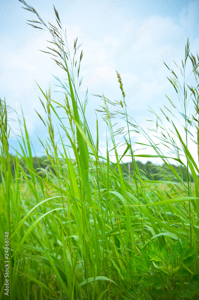 Fototapeta premium Grass against blue sky