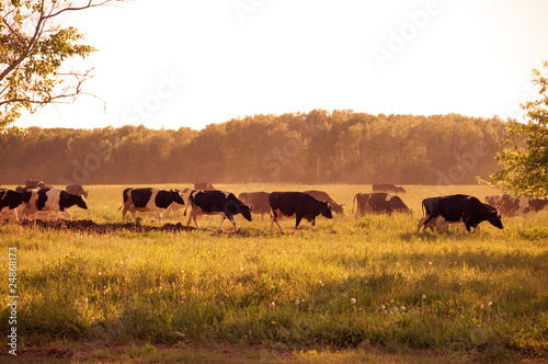 cow on field .