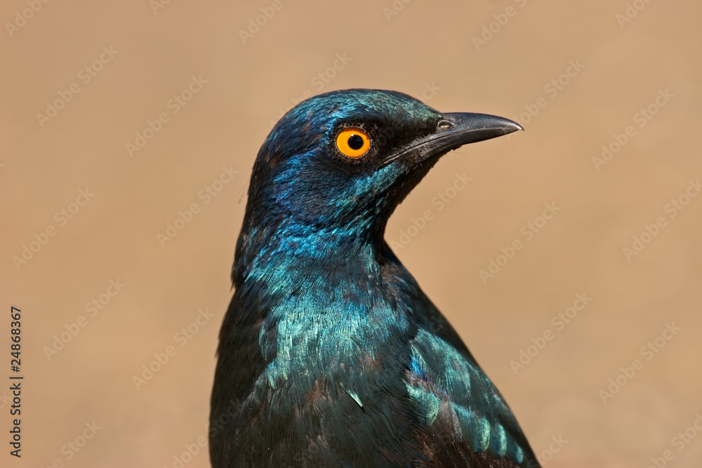Fototapeta premium Greater blue-eared starling