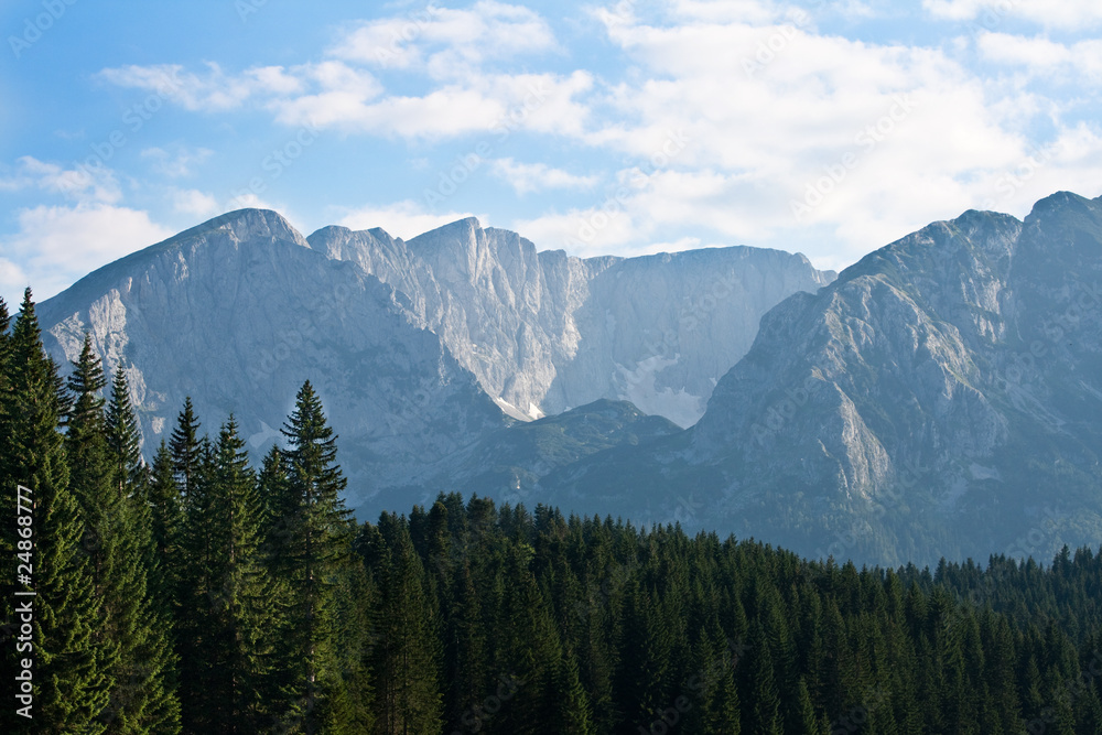Pine tree forest and the mountain