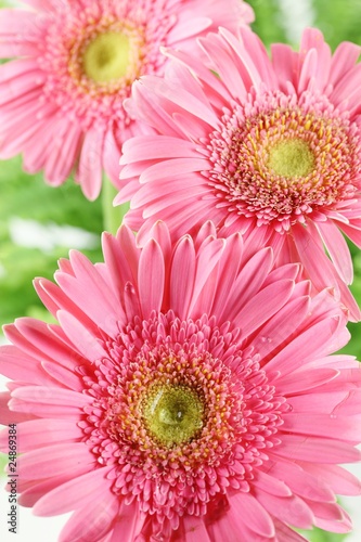 Fresh pink daisy